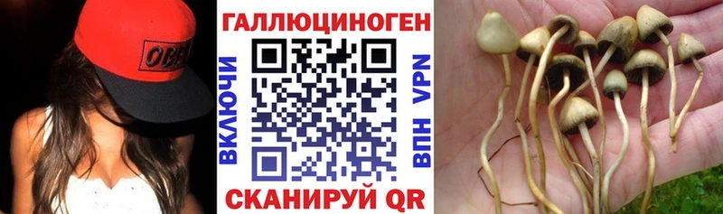 Псилоцибиновые грибы Cubensis  Темрюк 
